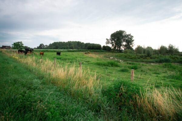 Rural Land Law in Argentina Rural Land Law in Argentina